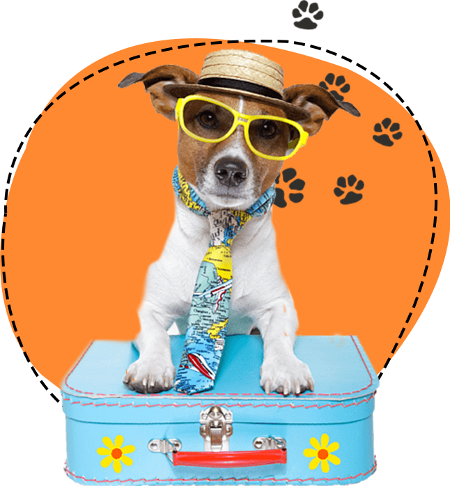 Welcome to our LEtz Go Walkies Services page