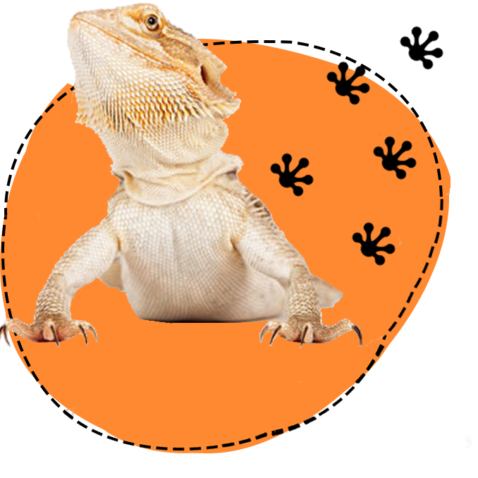 Letz Go Walkies Reptile & Small Animal Care