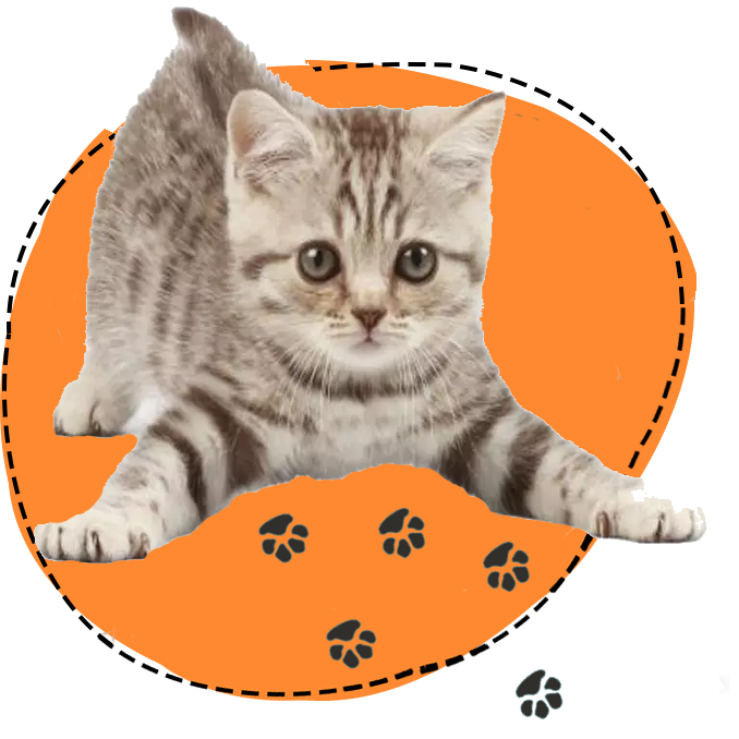 Letz Go Walkies Cat Feeds / Holiday Care